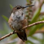 Hummer39.jpg