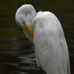Egret.jpg