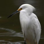 Egret4.jpg