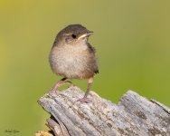 RockWrenFledge-950.jpg