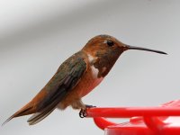 Hummer13.jpg