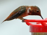 Hummer15.jpg