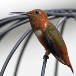 Hummer23.jpg