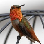 Hummer25.jpg