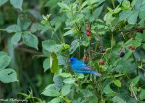 20210708-Indigo Bunting-RD5_0854.jpg