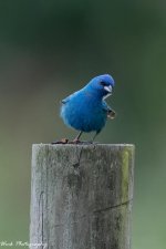 20210708-Indigo Bunting-RD5_0791.jpg