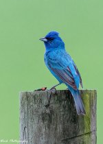 20210708-Indigo Bunting-RD5_0682.jpg