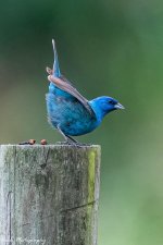 20210708-Indigo Bunting-RD5_0793.jpg