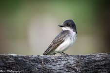 20210707-Eastern Kingbird-RD5_0654.jpg
