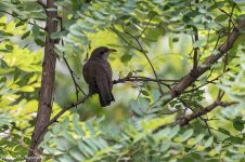 20210708-Yellow Billed Cuckoo-RD5_1022.jpg