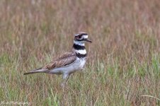 20210701-Killdeer-RD5_0523.jpg