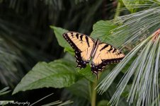 20210713-Yellow Swallowtail-RD5_1094.jpg