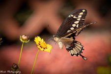 20210716-Giant Swallowtail-RD5_1192.jpg