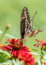20210716-Giant Swallowtail-RD5_1194.jpg