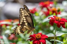 20210716-Giant Swallowtail-RD5_1198.jpg