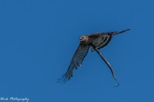 20210622-Red Shouldered Hawk-RD5_0355.jpg