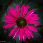 20210713-Cone flower-RD5_1141.jpg