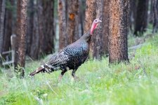 TurkeyCabin-950.jpg