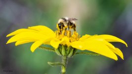 BumblebeeSunflower-950.jpg