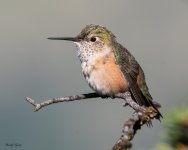 Hummer-950.jpg