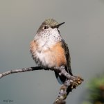Hummer-951.jpg