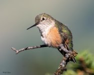 Hummer-952.jpg