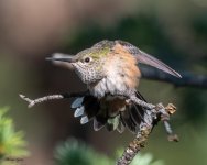 Hummer-953.jpg