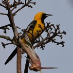 Oriole.jpg