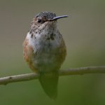 Hummer4.jpg