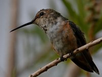 Hummer6.jpg