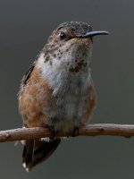 Hummer11.jpg