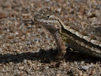 Lizard2.jpg