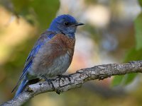 Bluebird.jpg