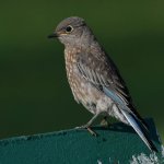 Bluebird3.jpg