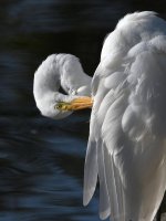 Egret2.jpg
