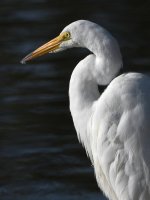 Egret3.jpg