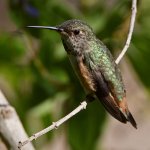 Hummer10.jpg