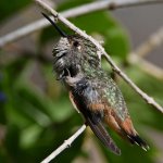 Hummer18.jpg