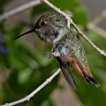 Hummer17.jpg