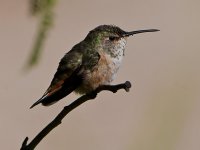 Hummer43.jpg