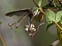 Hummer33.jpg