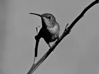 HummerBW2.jpg