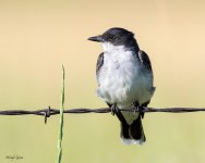 EasternKingbird-950.jpg