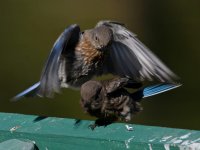 Bluebird.jpg