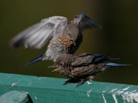 Bluebird2.jpg