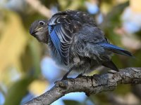 Bluebird13.jpg