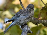 Bluebird15.jpg