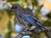 Bluebird19.jpg