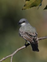 Kingbird.jpg