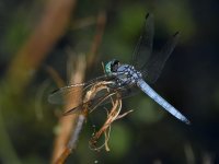 Dragonfly4.jpg